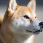 shiba-inu
